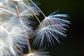 dandelion-56946__180