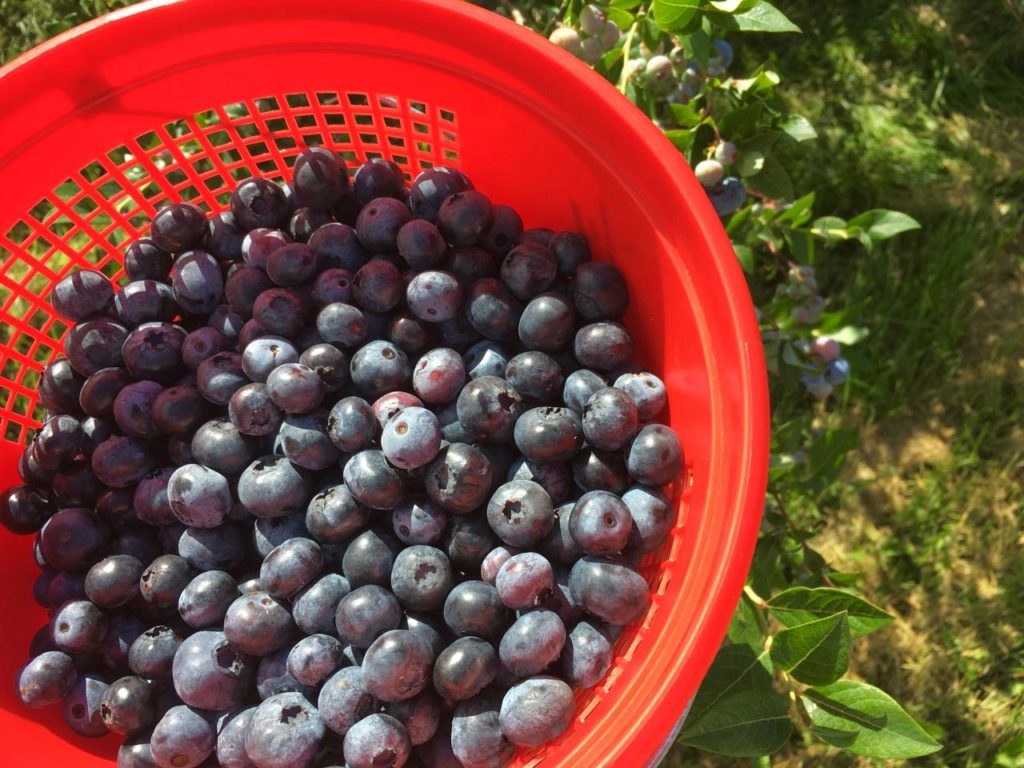 Blueberry Crumble Bars